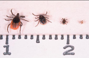 Ixodes ticks