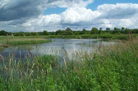 Example of Wetland Restoration