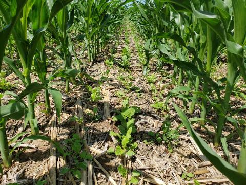 Example of Soil Health