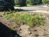 James P. Coughlin Center rain garden after planting