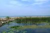 vegetative regrowth behind offshore breakwall