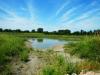 wetland restoration one year after construction