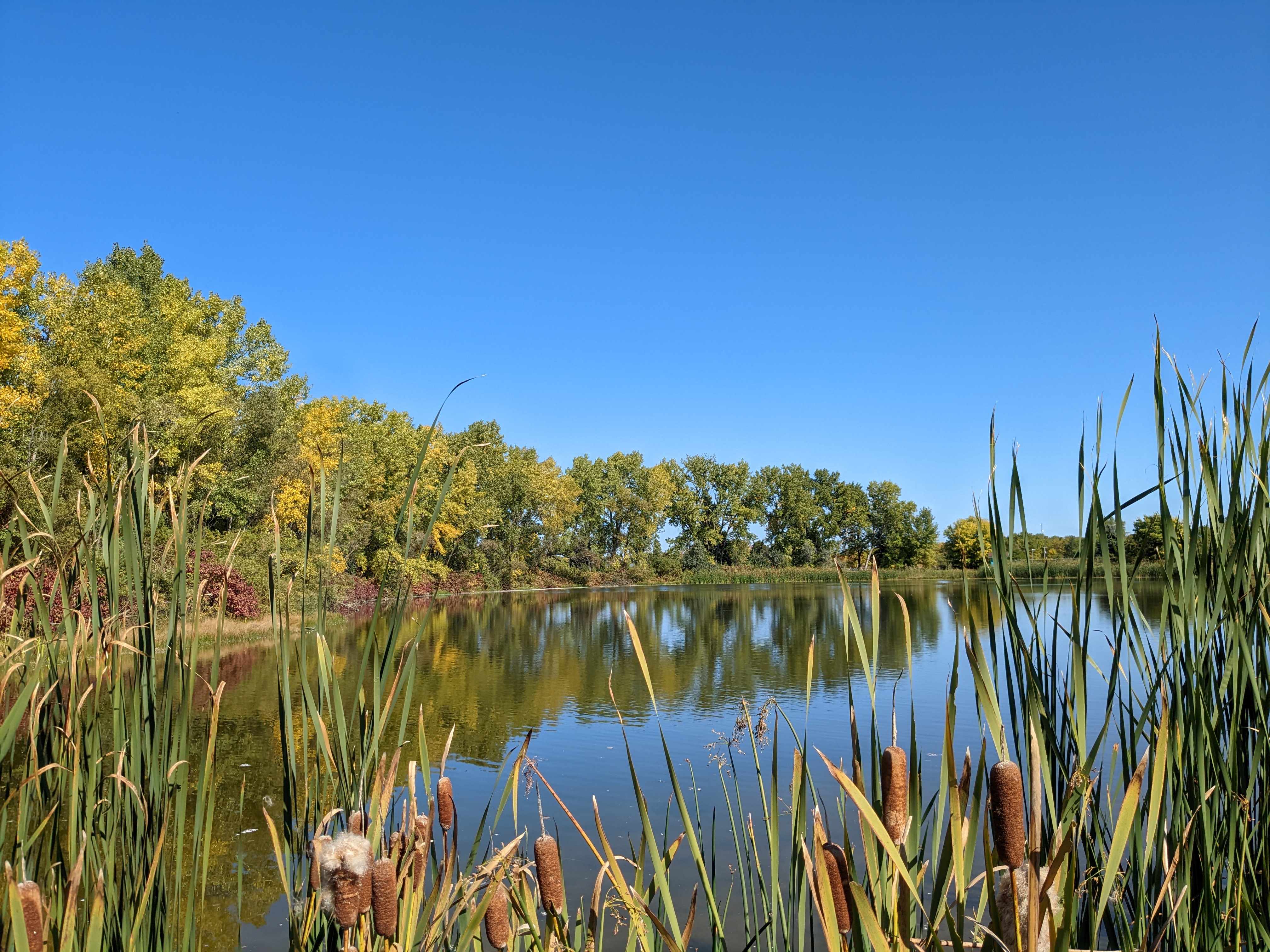 Community Park Cattails