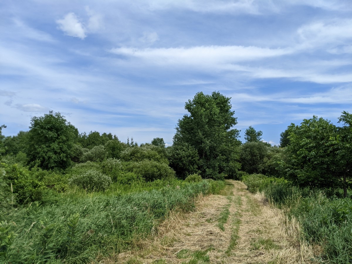 Coughlin Trail Summer