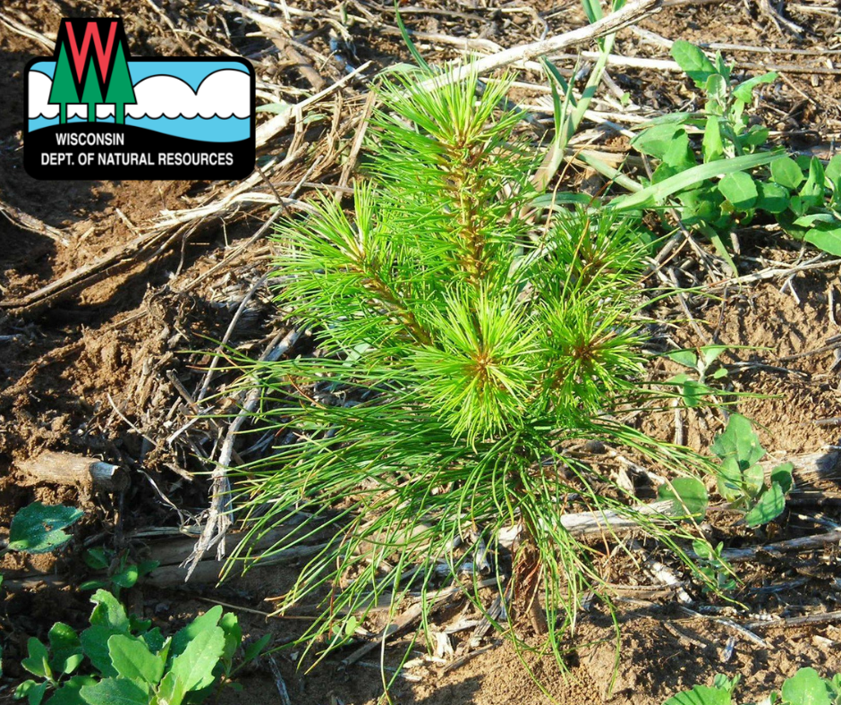 WI DNR Tree Sale