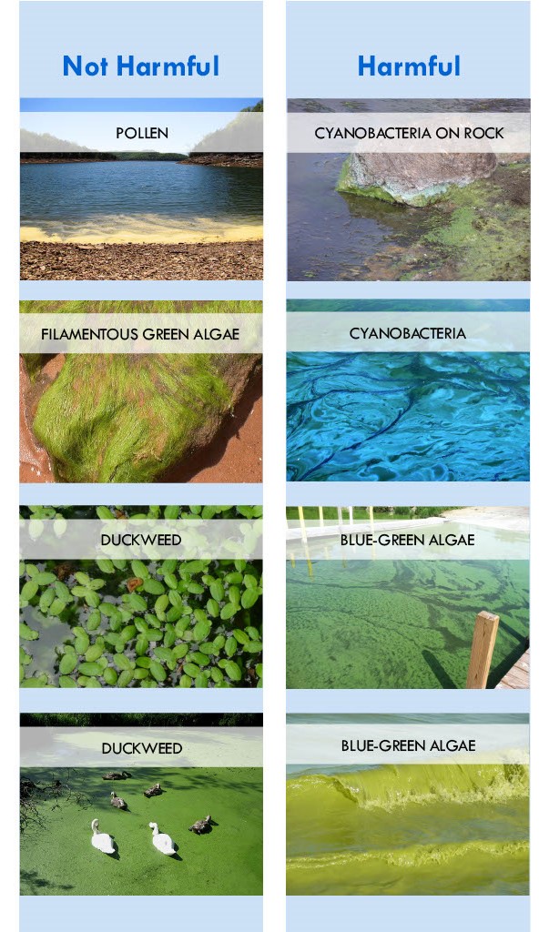 Photos of harmful and non-harmful algae blooms
