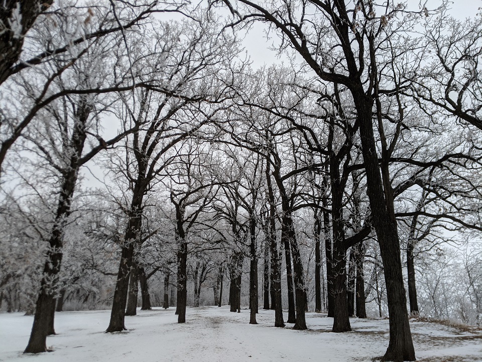 Asylum Point Park Winter Trees
