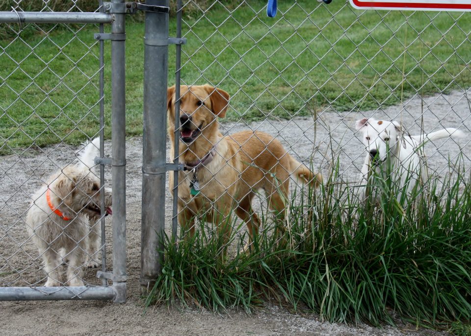 Dogs at Best Friends Dog Park